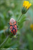 Spilostethus pandurus