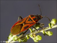 Graptostethus servus