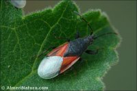 Oxycarenus lavaterae