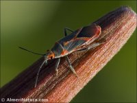 caenocoris nerii