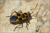 Tropidothorax sternalis
