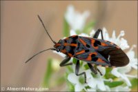 Spilostethus saxatilis