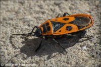 Pyrrhocoris apterus