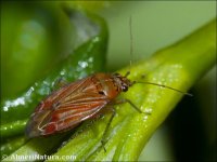 Pachyxyphus lineellus