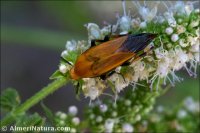 Macrosiagon ferrugineum