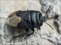 Cydnus aterrimus