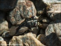 Geocoris lineola