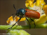 Labidostomis lusitanica