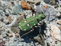 Cicindela maroccana