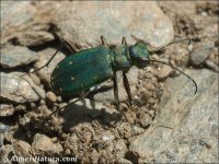 Cicindela campestris