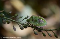 Nezara viridula