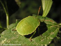 Palomena prasina