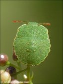 Palomena prasina