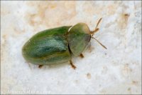 Cassida sp.