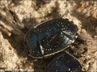 Canthophorus dubius
