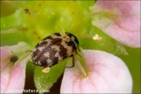 Anthrenus sp.