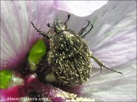 Oxythyrea funesta