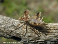 Phyllomorpha laciniata