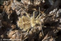 Phyllomorpha laciniata