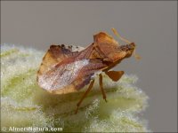 Phymata crassipes