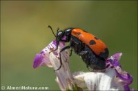 Mylabris hieracii