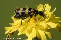 Mylabris nevadensis