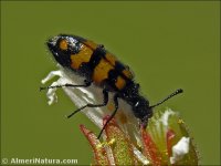 Mylabris nevadensis