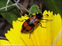 Mylabris sp.