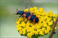 Trichodes leucopsideus