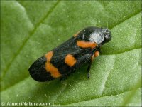 Cercopis intermedia