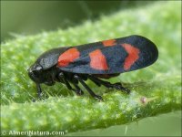 Cercopis vulnerata