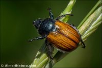 Anisoplia baetica