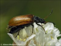 Omophlus rufitarsis