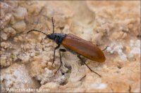 Omophlus lepturoides