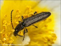 Deilus fugax