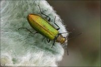 Lobonyx aeneus