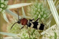 Chlorophorus trifasciatus