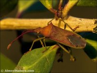 Gonocerus acuteangulatus