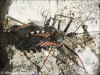 Rhynocoris sp.