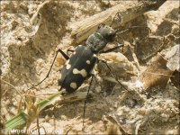Cicindela sp.