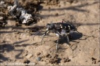 Cicindela littoralis