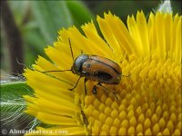 Cryptocephalus rugicollis
