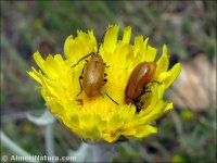 Exosoma lusitanicum