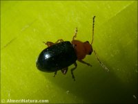 Podagrica fuscicornis