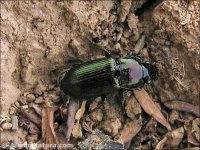 Harpalus affinis