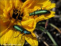 Psilothrix viridicoerulea