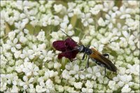 Lomatia sp.