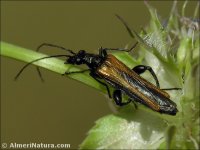 Oedemera sp.