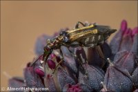 Oedemera sp.