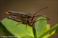 Oberea erythrocephala